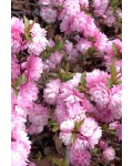 Вишня залозиста Розеа Плена | Рrunus glandulosa Rosea Рlena | Вишня железистая Розеа Плена